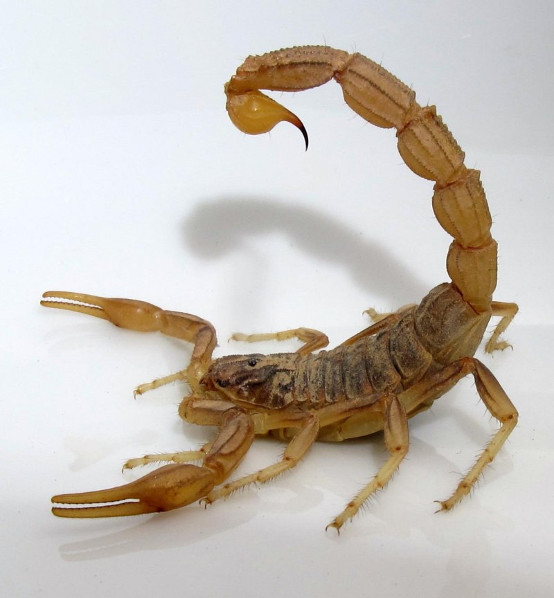 Скорпион Microbothus pusillus