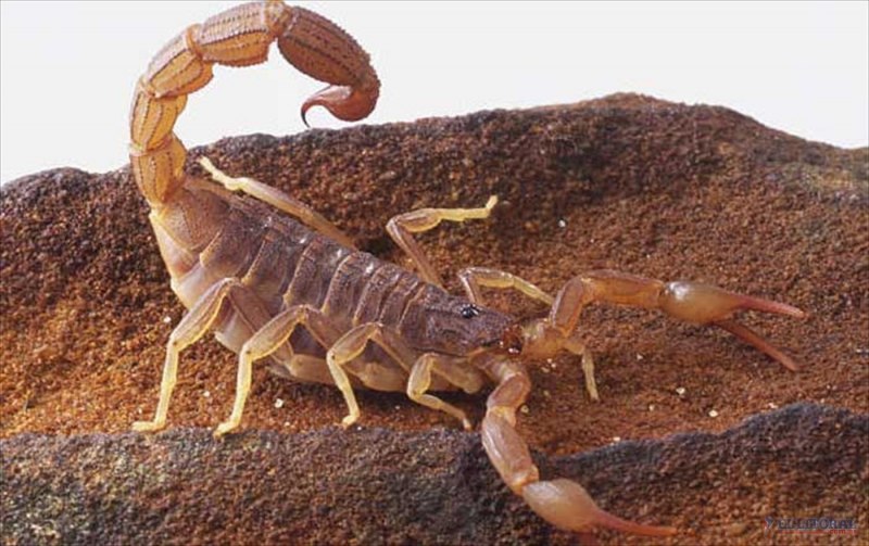 Скорпион Leiurus quinquestriatus (Deathstalker)
