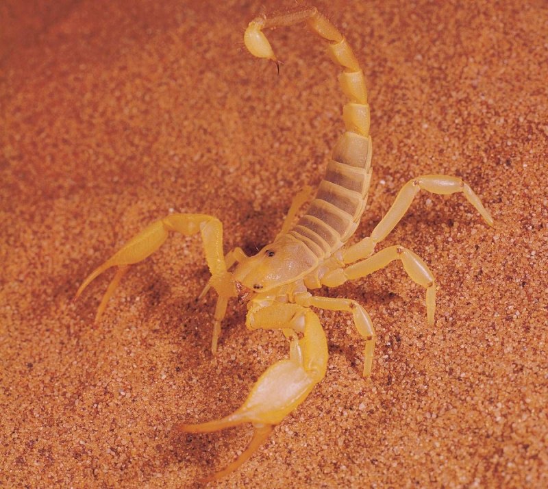 Скорпион Leiurus quinquestriatus