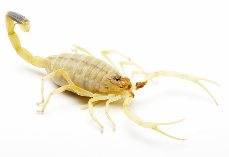 Пестрый Скорпион Buthus eupeus