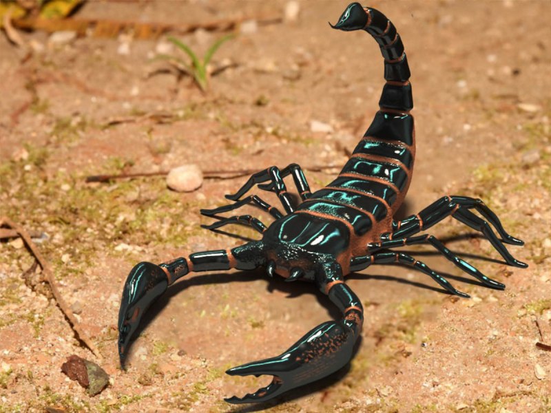 Deathstalker Скорпион