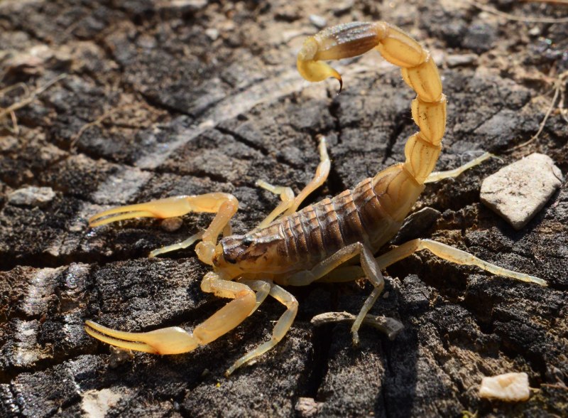 Скорпион Tityus serrulatus