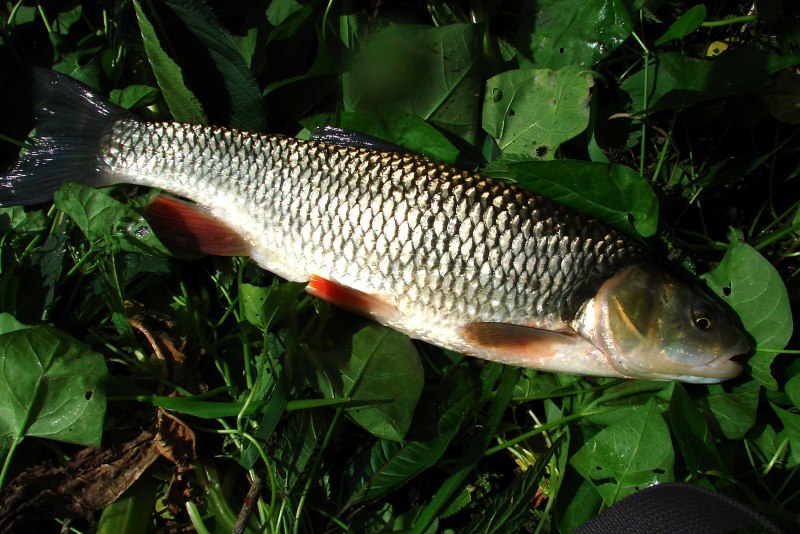 Голавль (Leuciscus cephalus)
