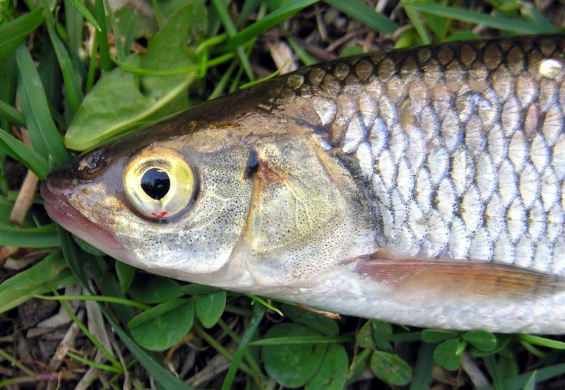 Голавль Squalius cephalus