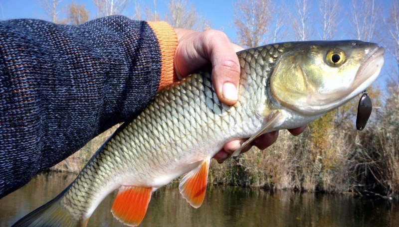 Голавль Squalius cephalus