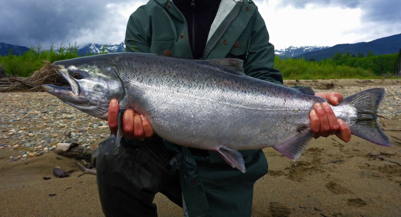 Чавыча Oncorhynchus tshawytscha