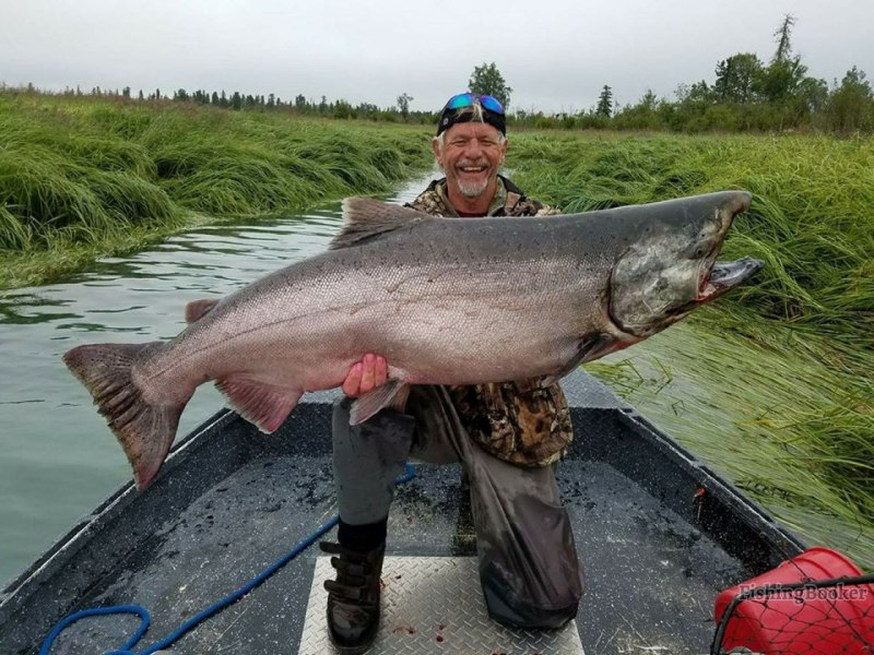 Чавыча Oncorhynchus tshawytscha