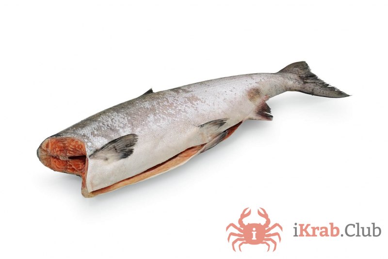 Королевская семга