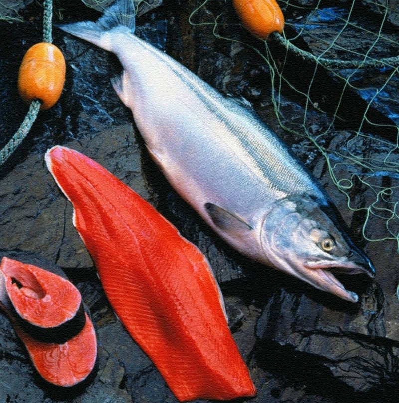 Чавыча (Oncorhynchus tschawytscha)