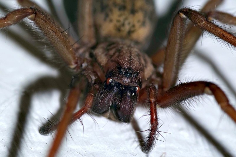 Паук-птицеед Heteroscodra maculata