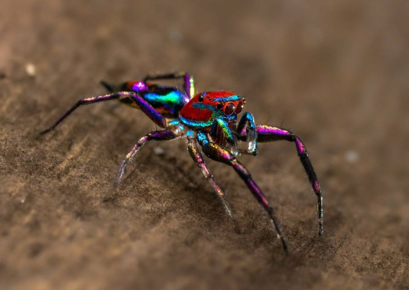 Паук Maratus speciosus