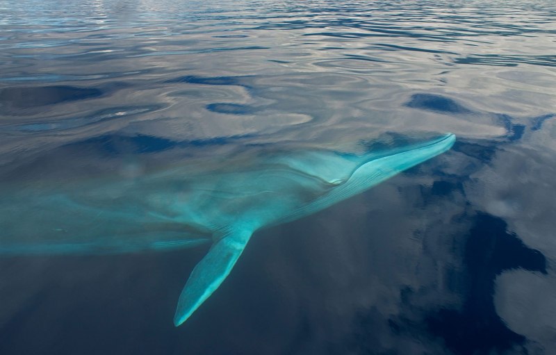 Balaenoptera physalus Финвал