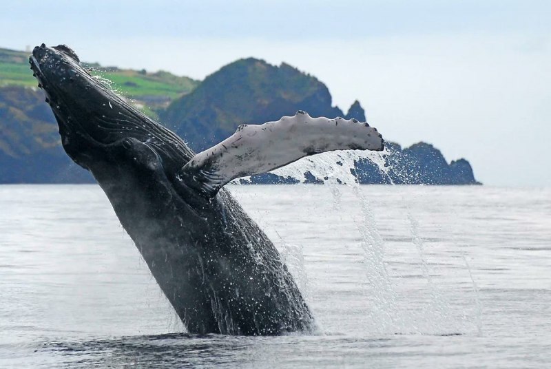 Сейвал (ивасёвый кит) (Balaenoptera Borealis)