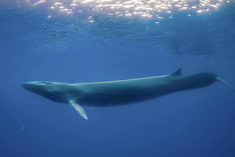 Сельдяной кит (68 фото)