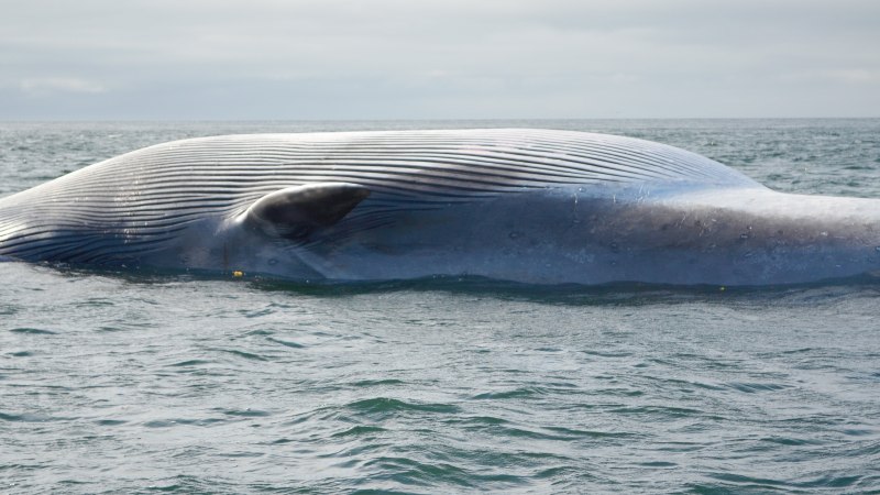 Кит Balaenoptera musculus