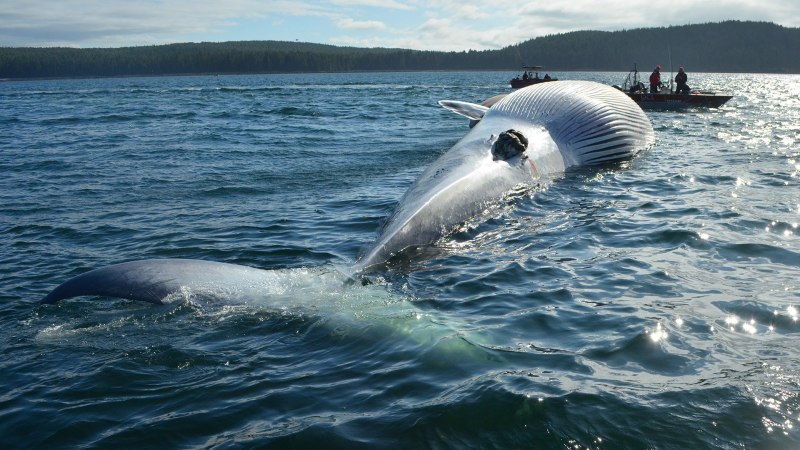 Balaenoptera physalus Финвал