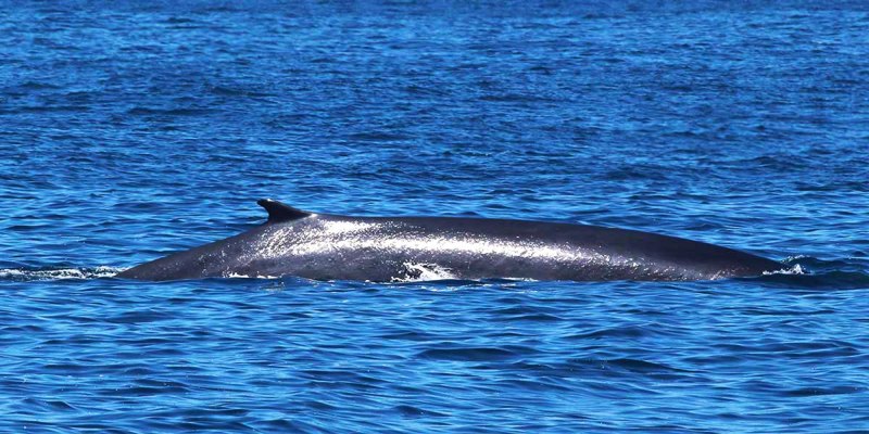 Balaenoptera physalus Финвал