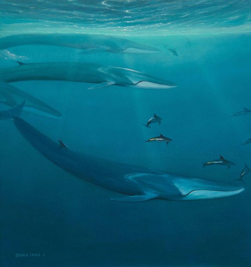 Balaenoptera physalus Финвал