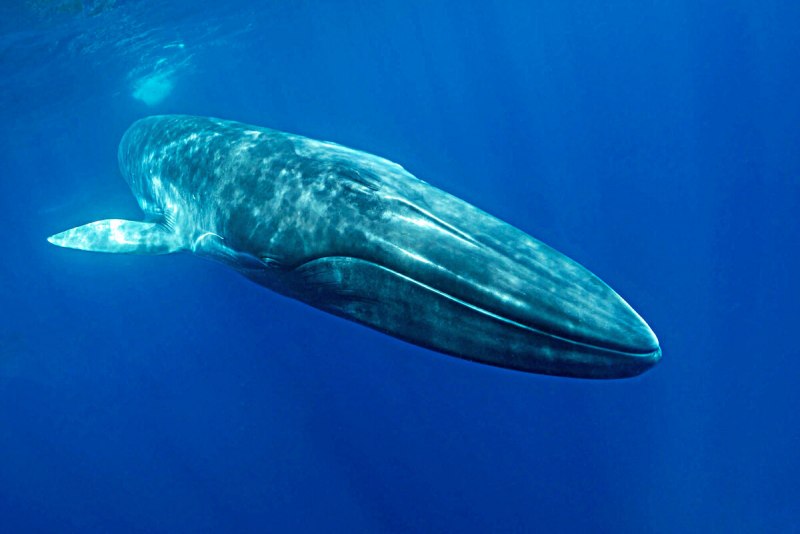 Сейвал (ивасёвый кит) (Balaenoptera Borealis)