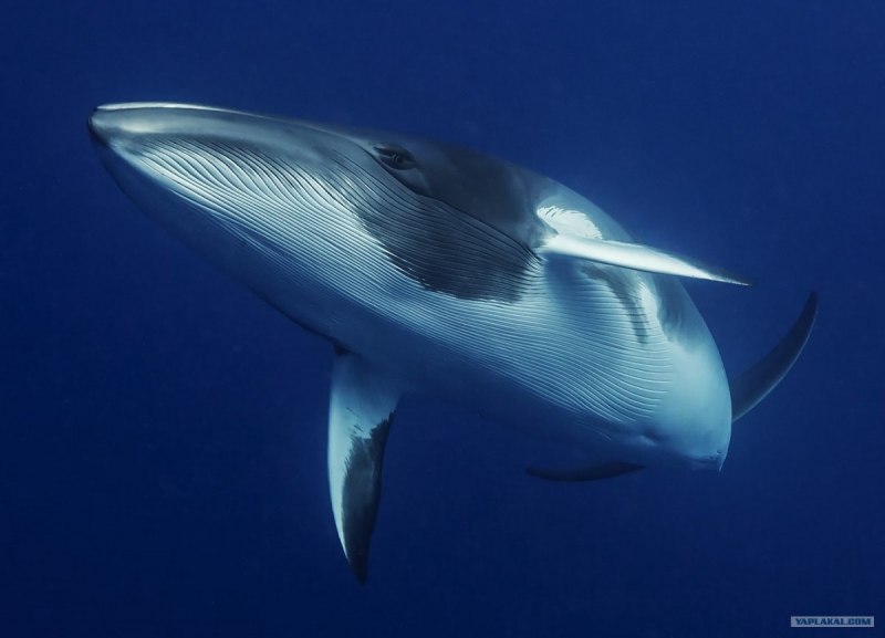 Balaenoptera physalus Финвал