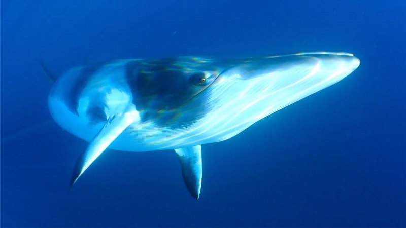 Balaenoptera physalus Финвал