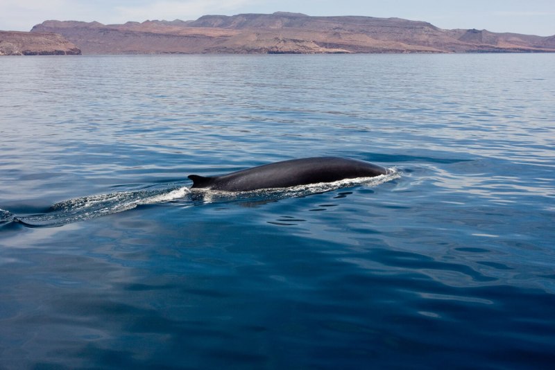 Balaenoptera physalus Финвал