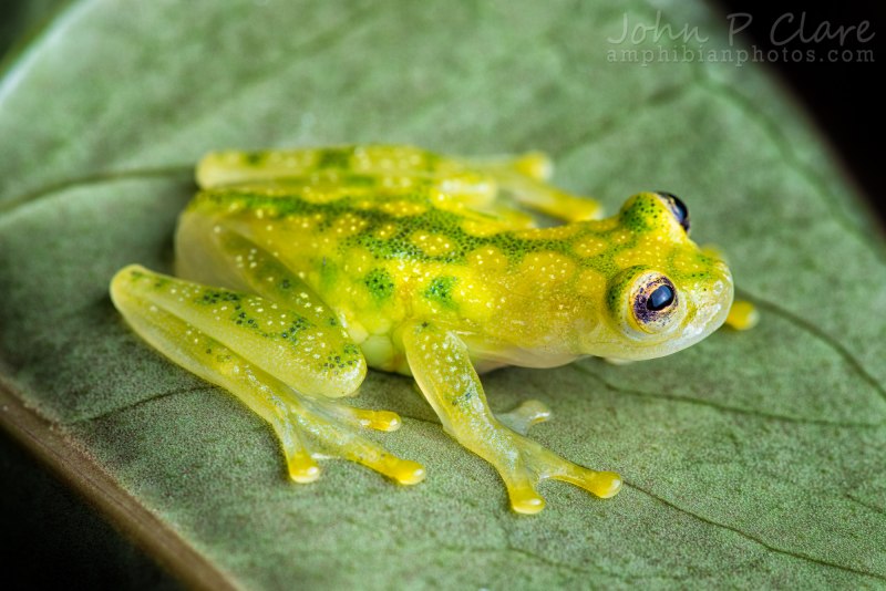 Стеклянная лягушка (Glass Frog)