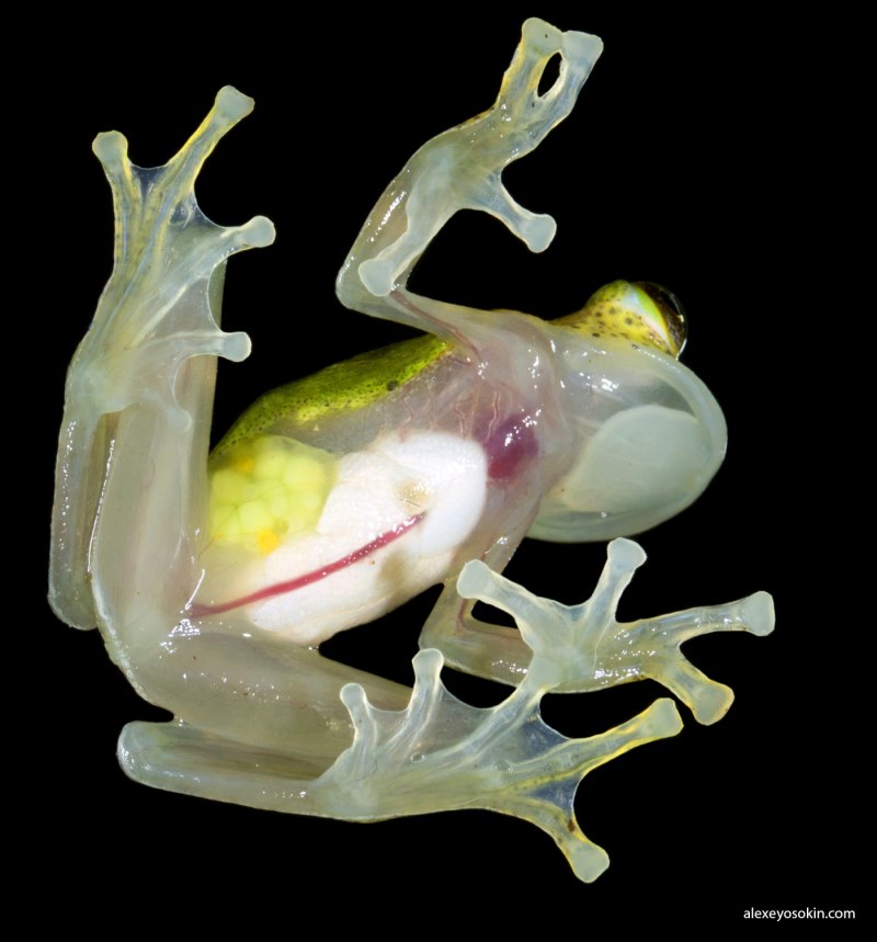 Стеклянная лягушка (Hyalinobatrachium ruedai)