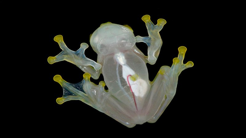 Стеклянная лягушка (Glass Frog)