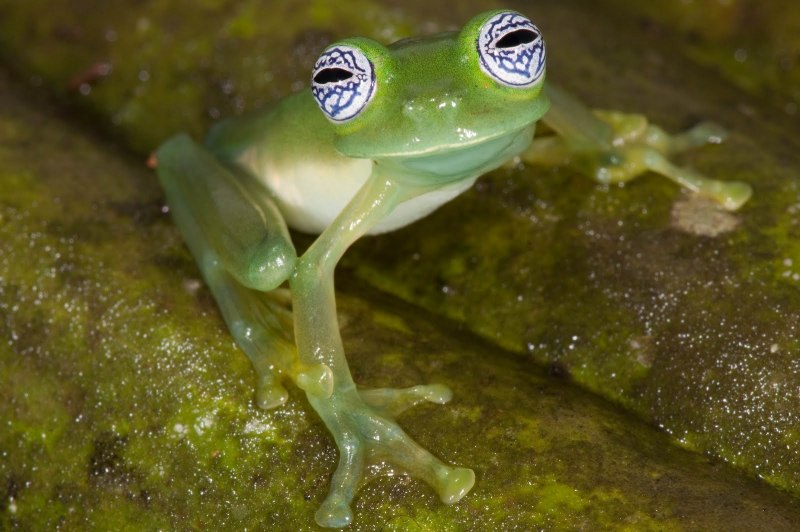 Hyalinobatrachium Dianae
