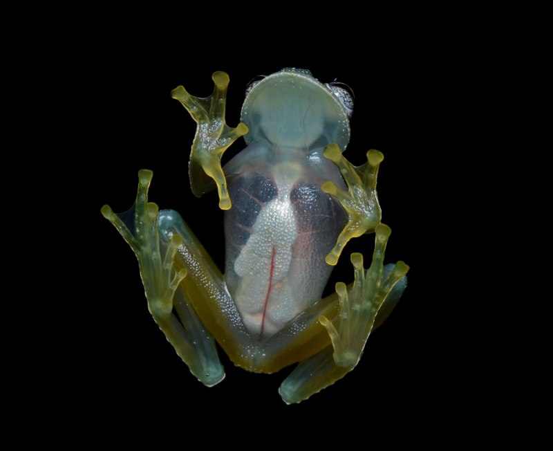 Hyalinobatrachium Dianae