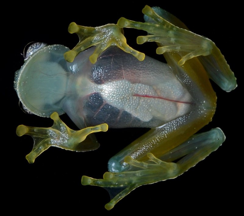 Прозрачная лягушка (61 фото)
