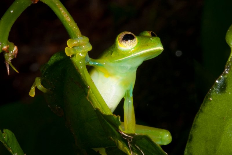 Стеклянная лягушка Флайшмана (Hyalinobatrachium fleischmanni)