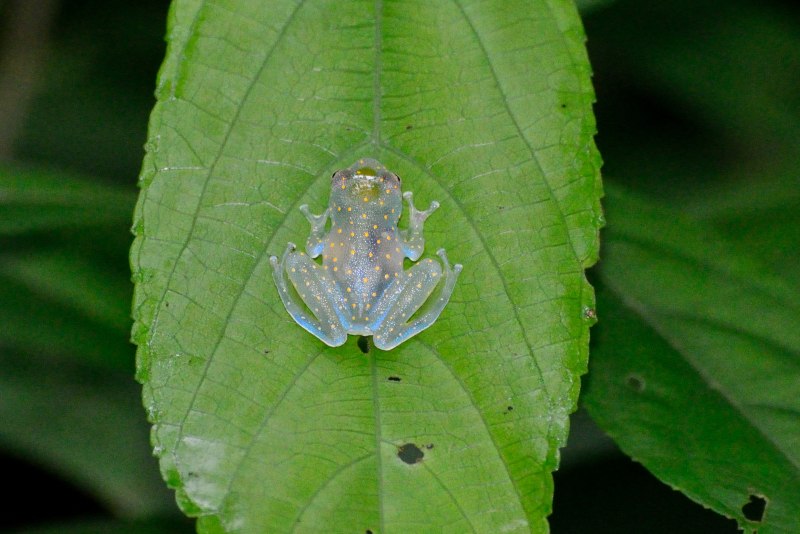 Стеклянная лягушка (Hyalinobatrachium ruedai)