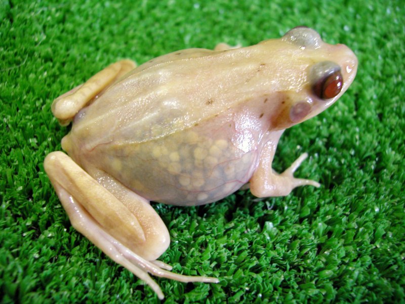 Стеклянные лягушки Centrolenidae