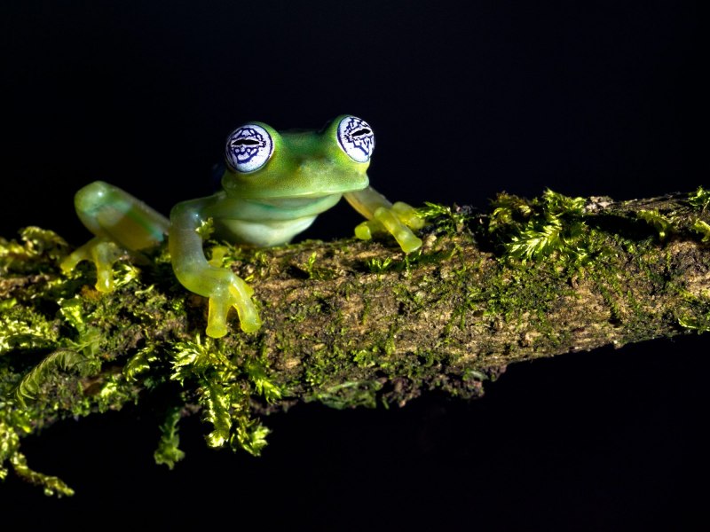Centrolenidae лягушка