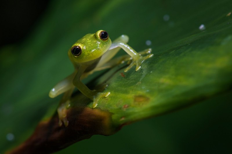 Стеклянная лягушка (Glass Frog)
