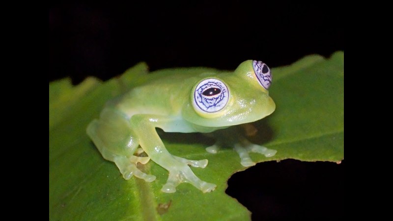Стеклянная лягушка (Glass Frog)