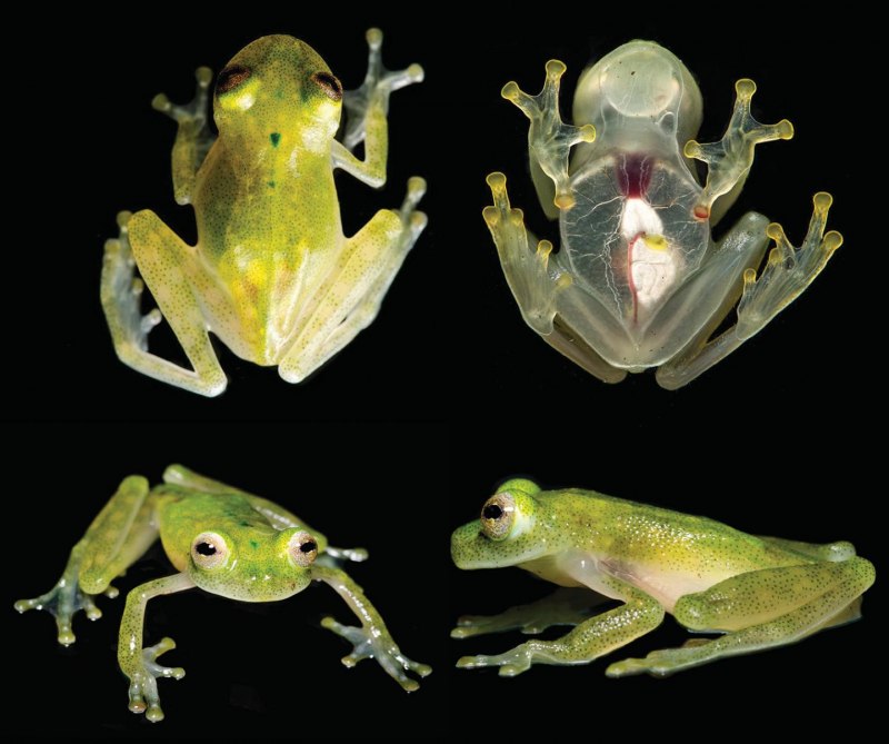 Стеклянная лягушка (Glass Frog)
