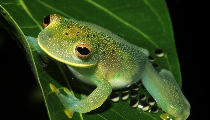 Hyalinobatrachium eurygnathum