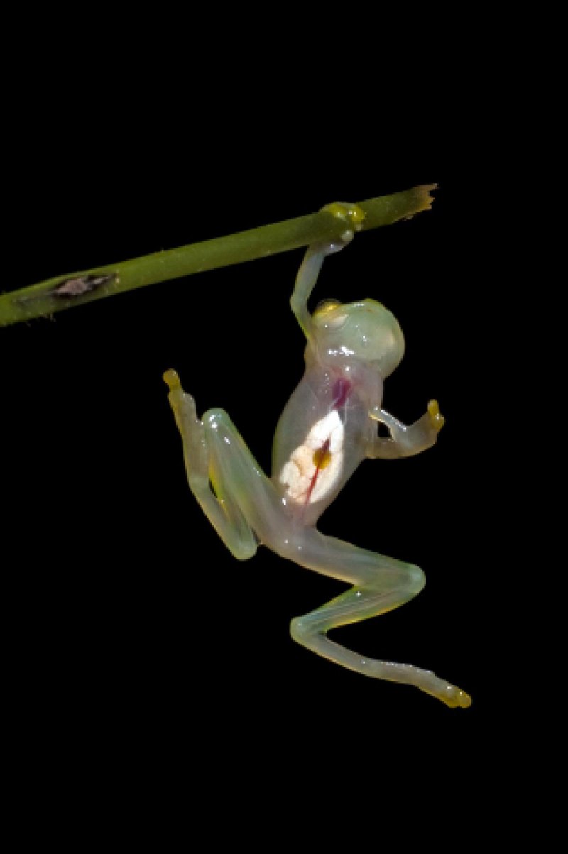 Hyalinobatrachium Dianae