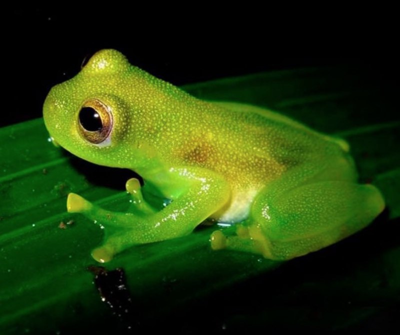 Стеклянная лягушка (Glass Frog)