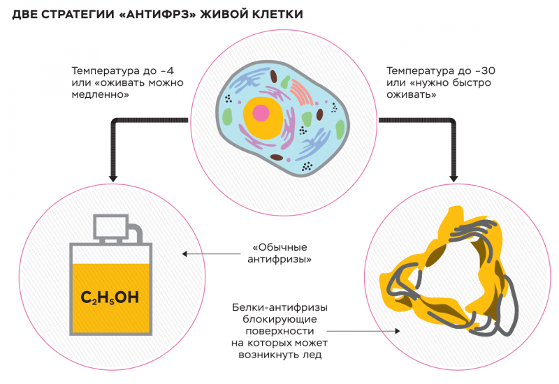 Гусеница листовертка бабочка