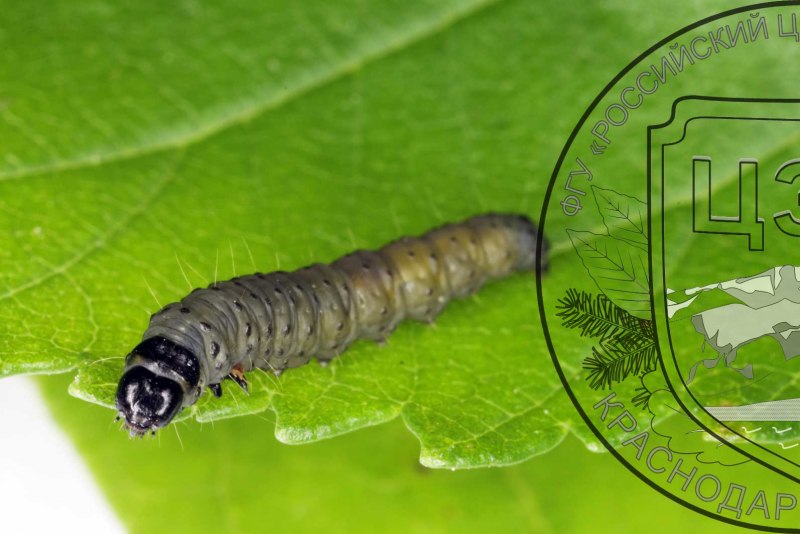 Archips xylosteana