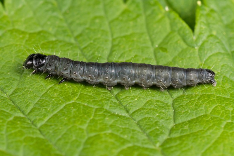 Choristoneura fumiferana (Clemens)