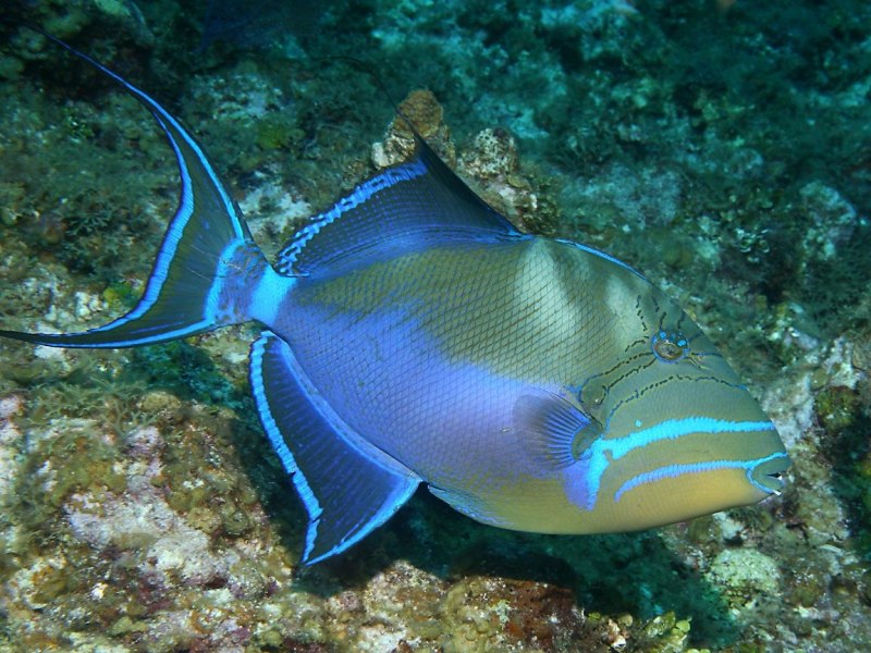 Balistoides conspicillum (спинорог-клоун)