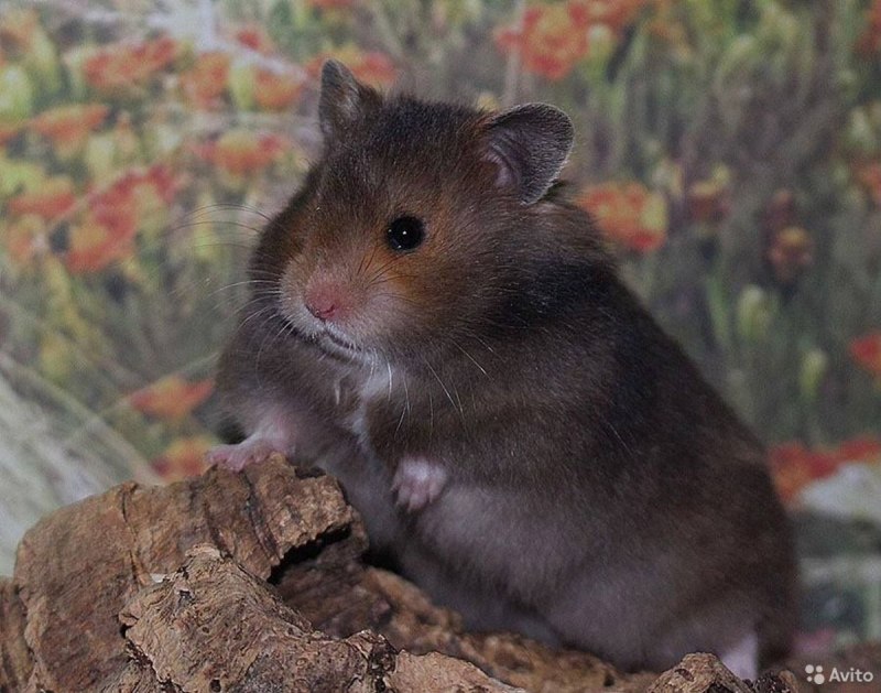 Джунгарский хомячок черный