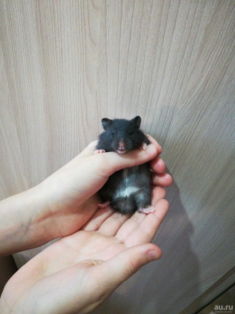 Хомяк ангорский черный сирийский