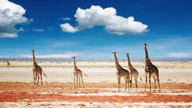 Etosha National Park слоны