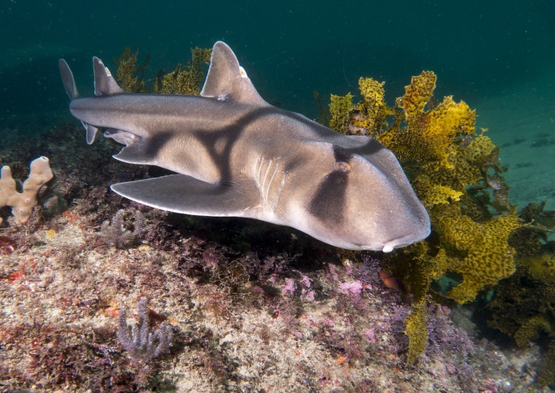 Carcharhinus leucas